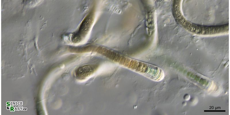 Calothrix