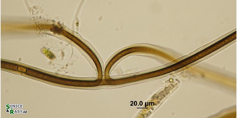 Scytonema cf. myochrous