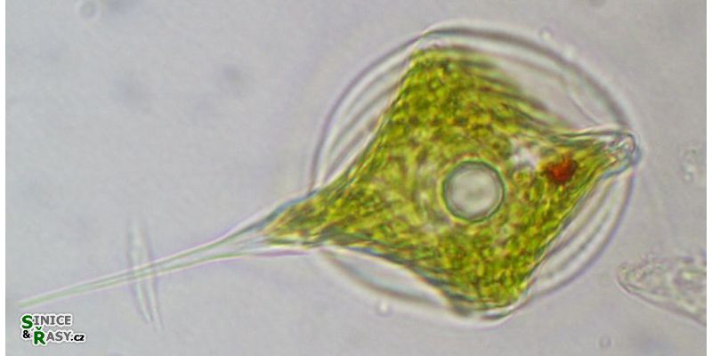 Phacus longicauda 