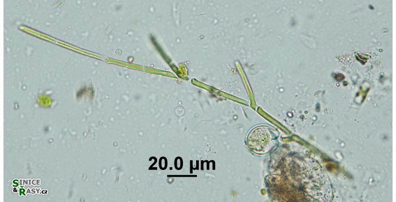Microthamnion strictissimum