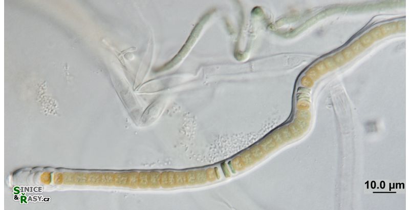Scytonematopsis