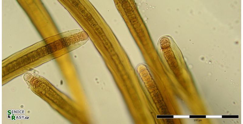 Scytonema myochrous