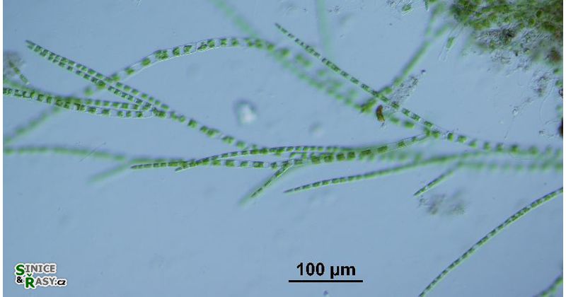 Stigeoclonium tenue