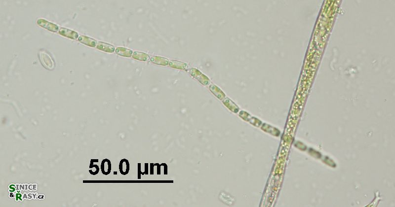 Binuclearia lauterbornii