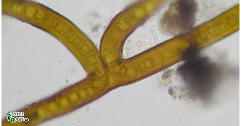 Scytonema