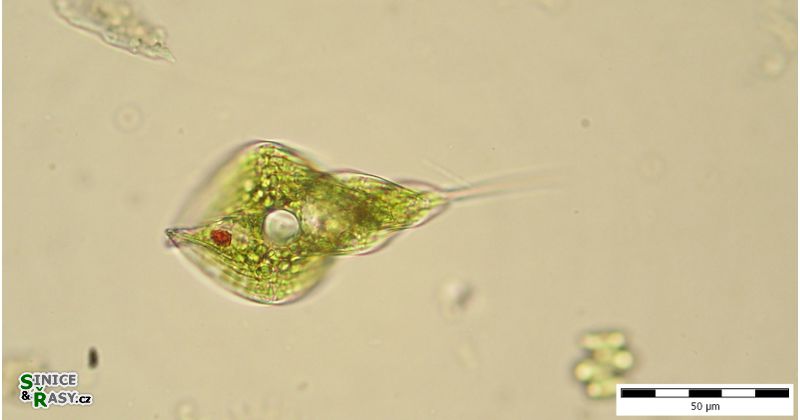 Phacus helicoides