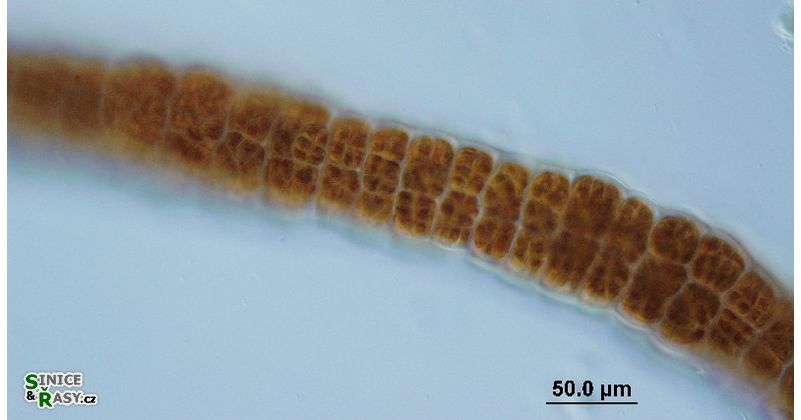 Bangia atropurpurea