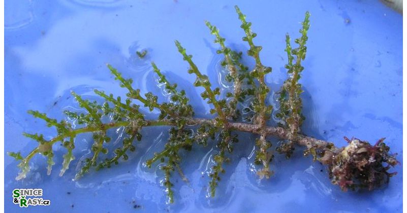 Laurentia obtusa