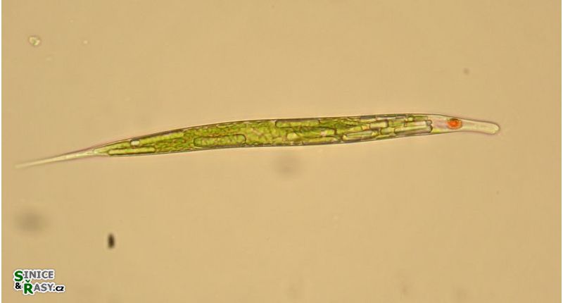 Lepocinclis acus