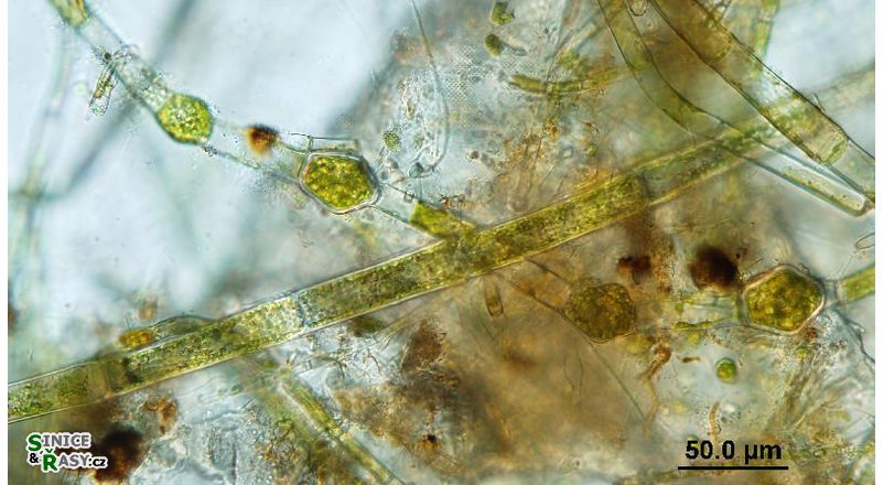 Oedogonium sexangulare