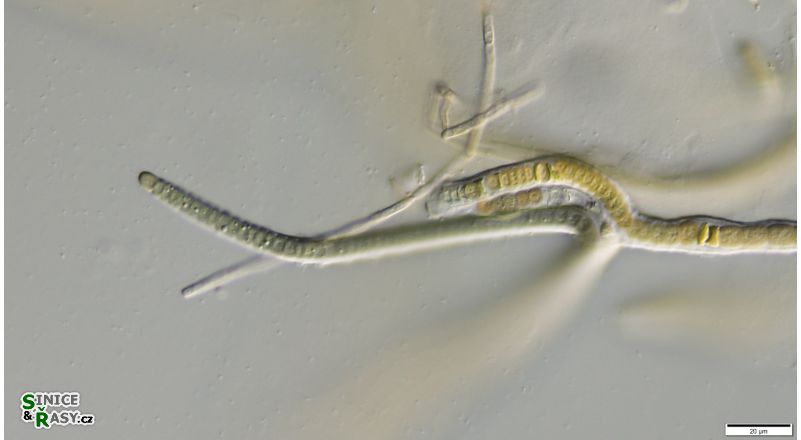 cf. Scytonematopsis