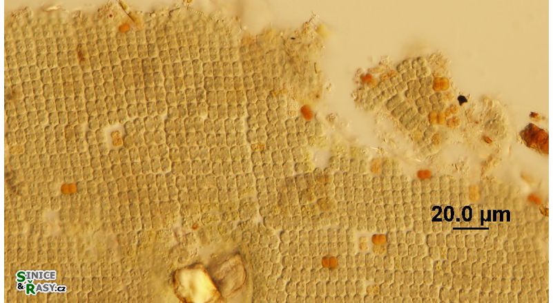 Microcrocis geminata