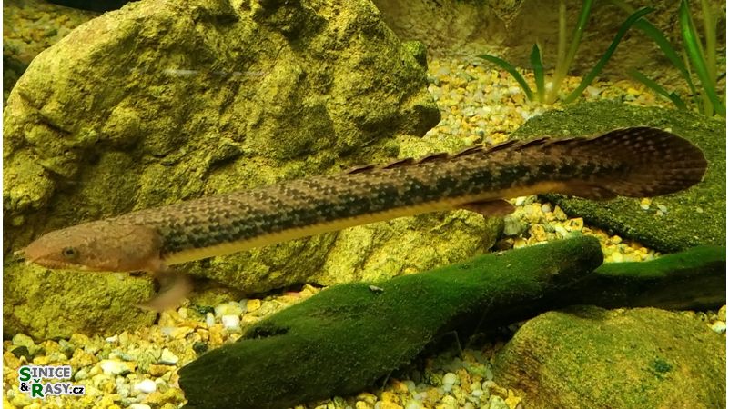 Polypterus senegalus