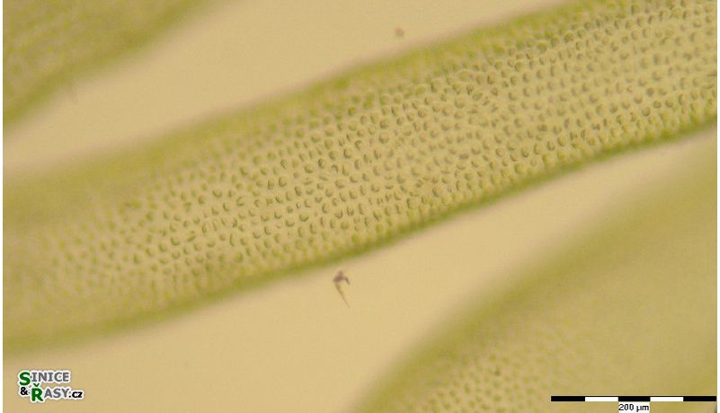 Ulva lactuca forma Enteromorpha inestinalis
