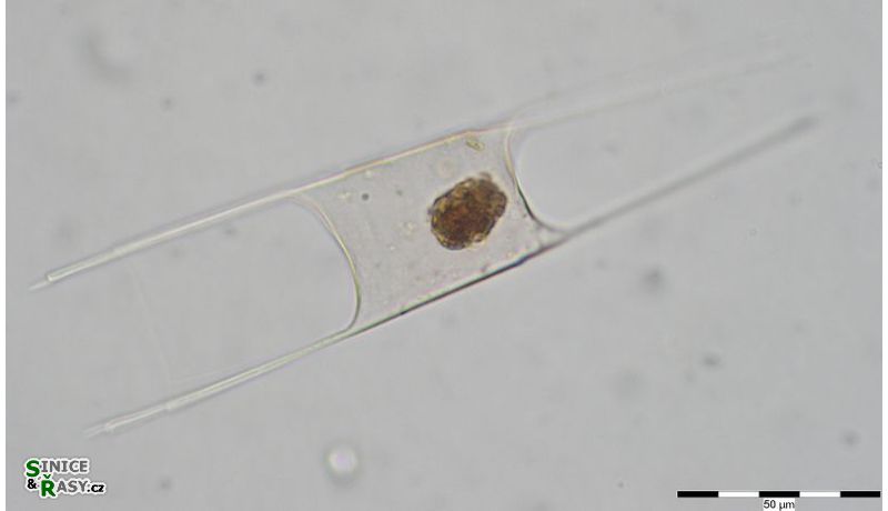 Hemiaulus hauckii