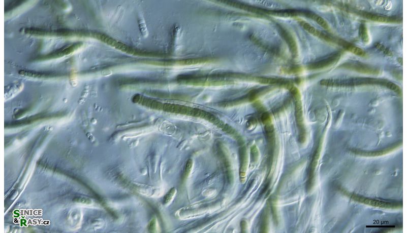 cf. Calothrix