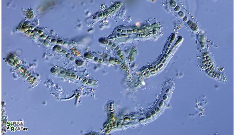 Hyella tenuior