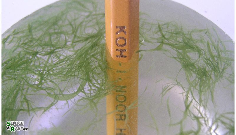 Aphanizomenon flos-aquae