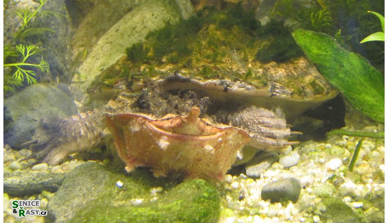 Chelus fimbriatus
