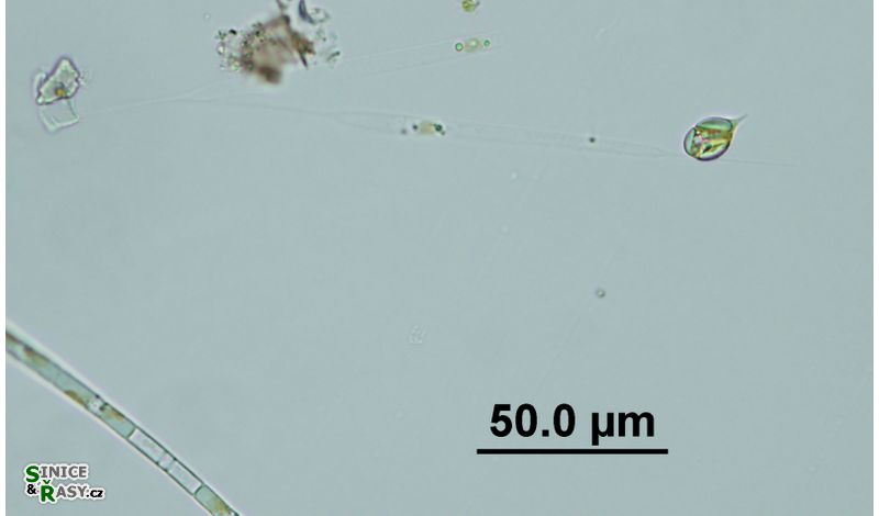 Rhizosolenia longiseta