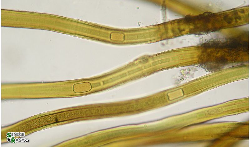 Scytonema sp.