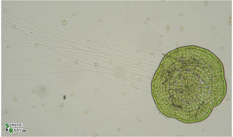 Coleochaete scutata