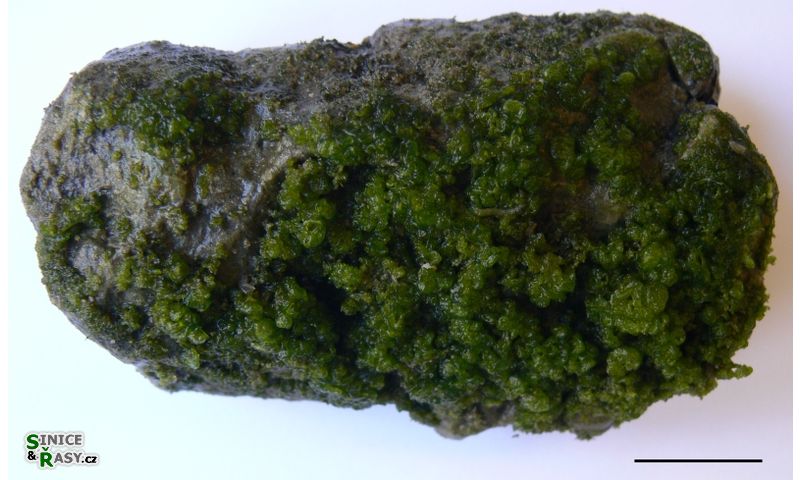 Jaoa bullata 
