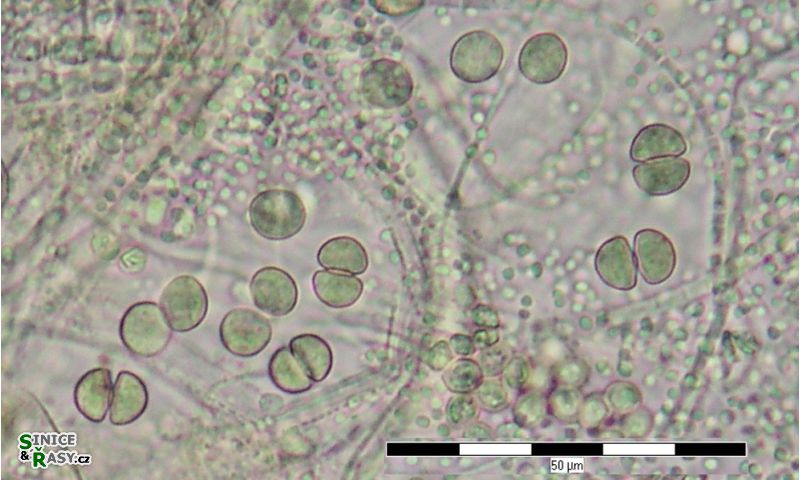 Chroococcus mediocris