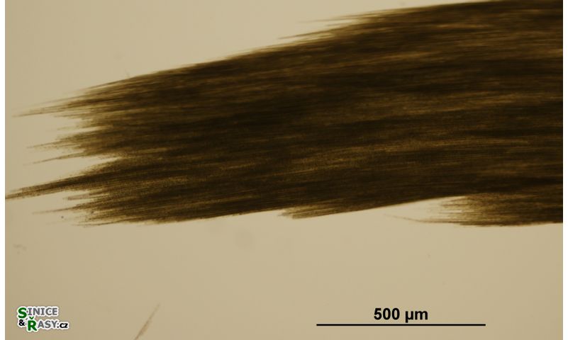 Aphanizomenon flos-aquae
