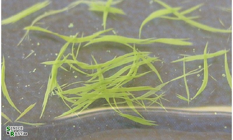 Aphanizomenon flos-aquae