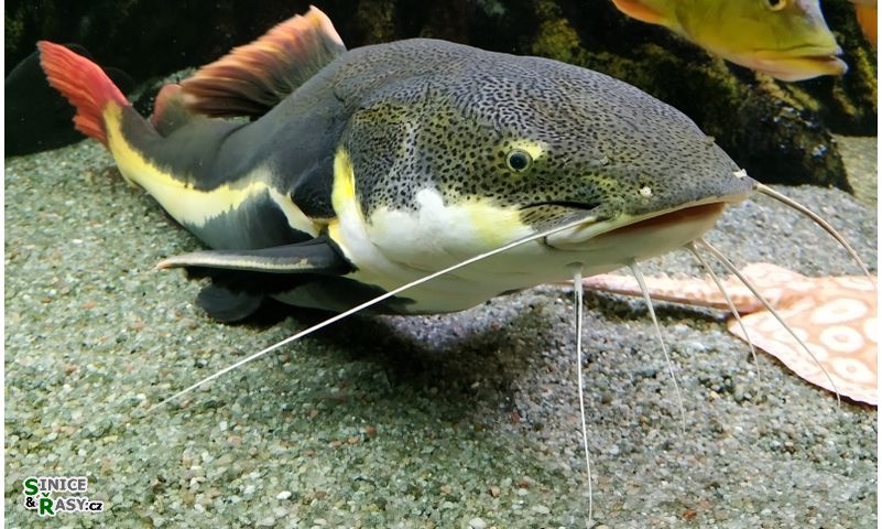 Phractocephalus hemioliopterus