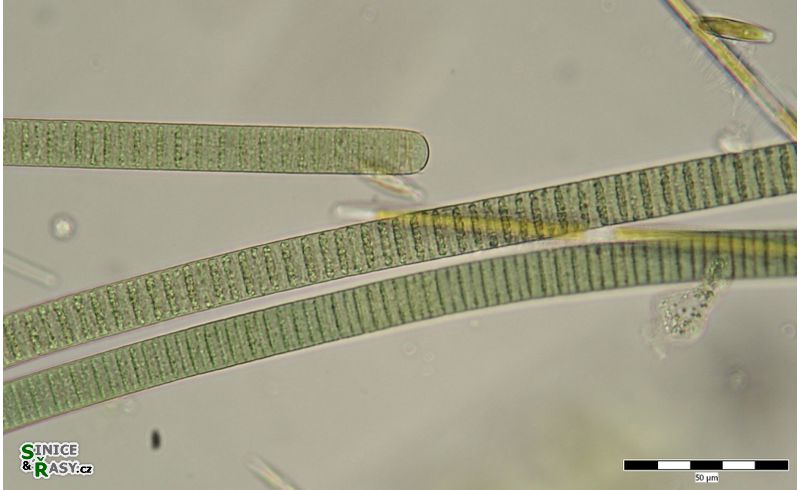 Oscillatoria limosa