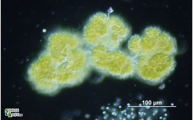 Botryococcus braunii
