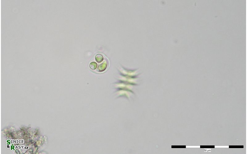 Oocystis parva