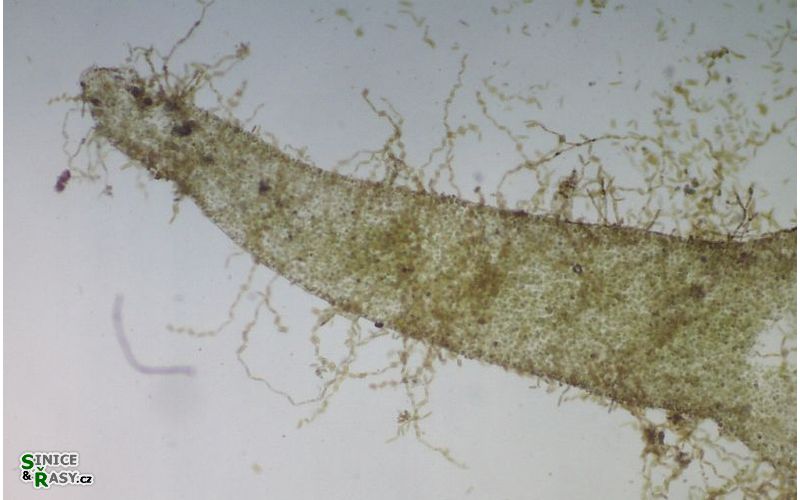 Hydrurus foetidus