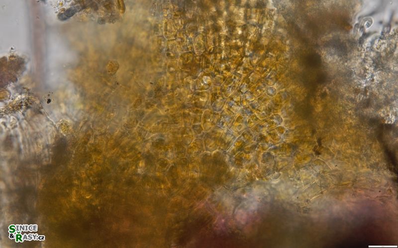 Heribaudiella fluviatilis