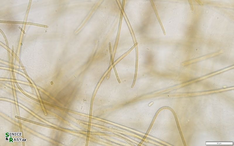 Anagnostidinema amphibium 