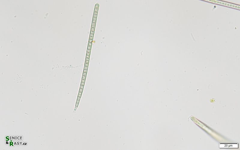 Microcoleus vulgaris