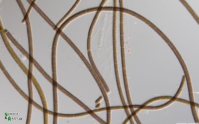 Tenebriella amphibia