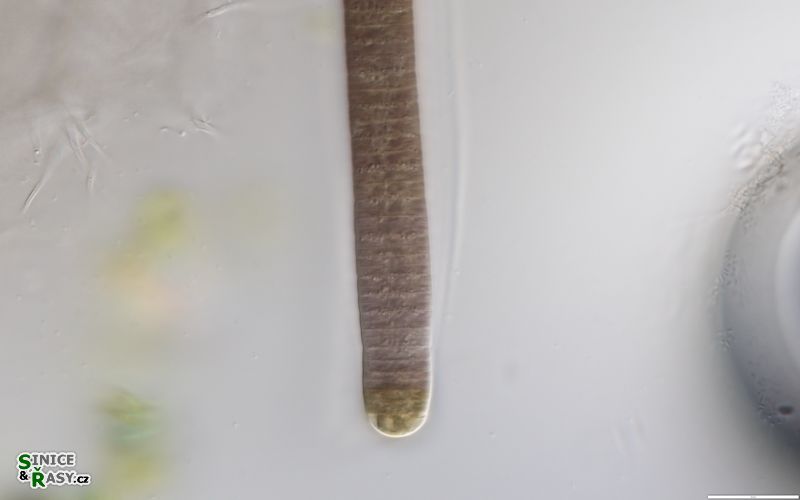 Tenebriella amphibia