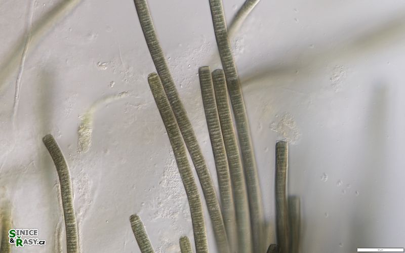 Tenebriella curviceps