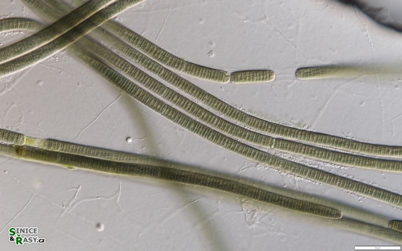 Tenebriella curviceps