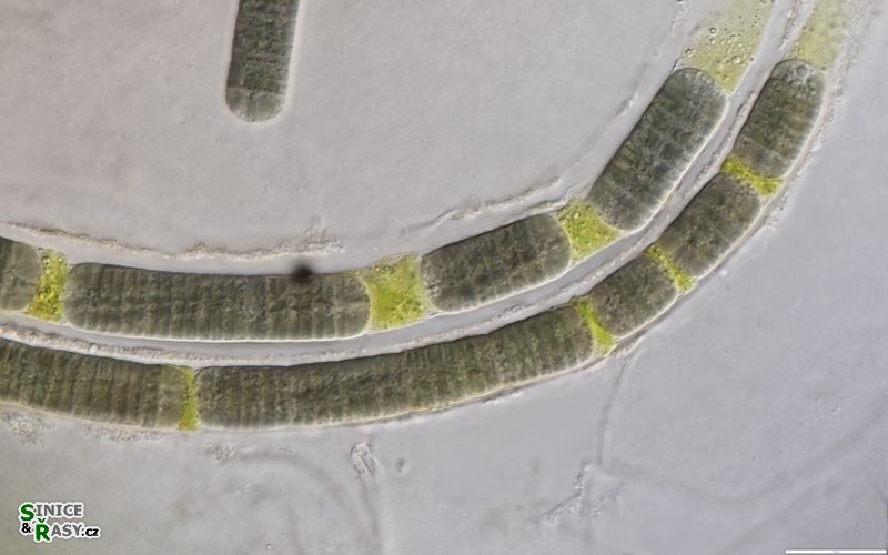 Tenebriella curviceps