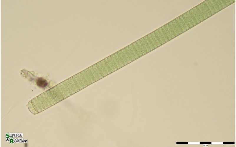 Oscillatoria limosa