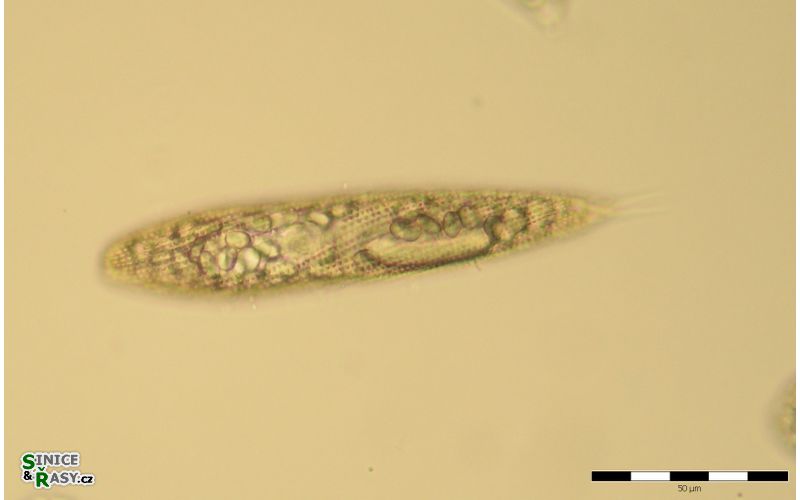 Lepocinclis spirogyroides