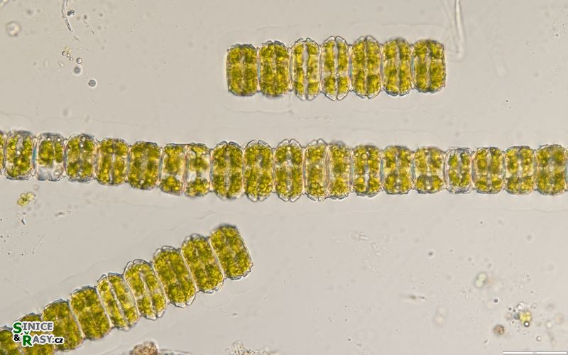 Desmidium grevillei