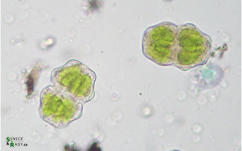Staurastrum polonicum