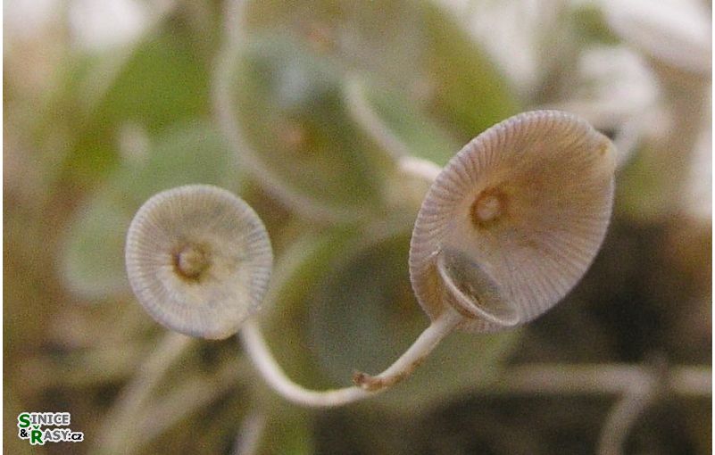 Acetabularia acetabulum