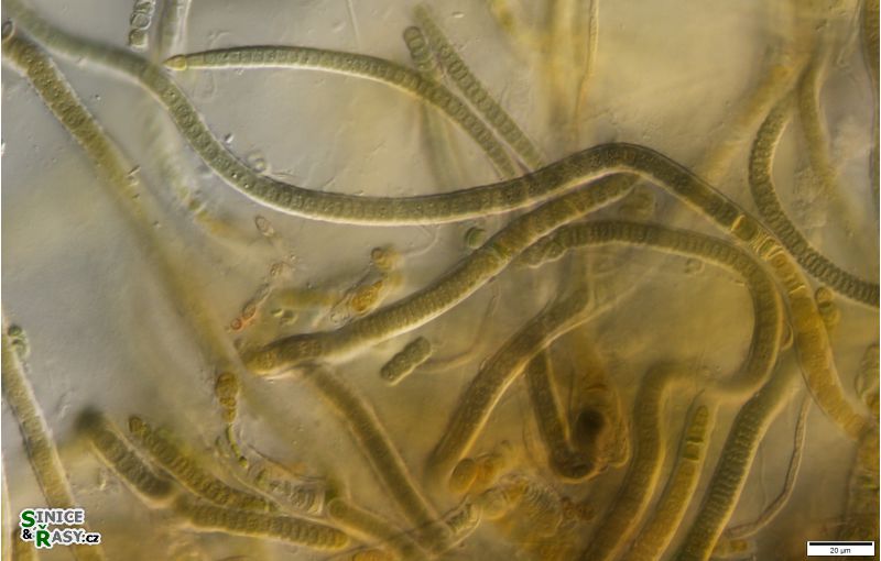 cf. Scytonematopsis