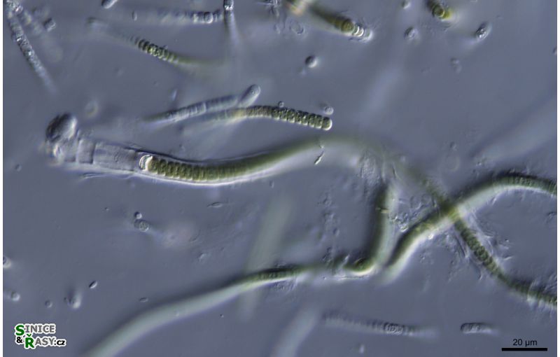 cf. Calothrix